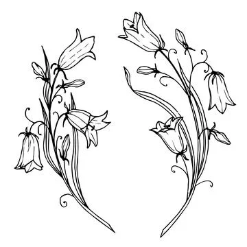 Bellflower vector drawing. Hand drawn illustration of bluebell Flower in outline Stock Illustration