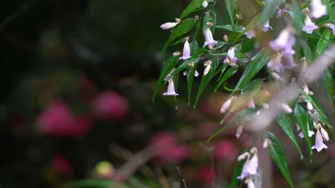 Bellflowers covered with water drops. Stock Footage 131079880
