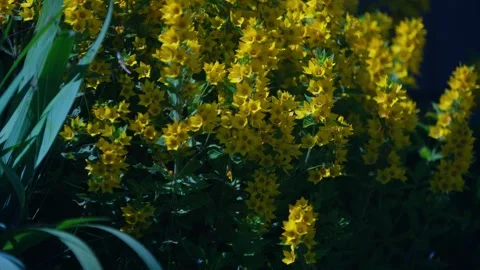 Bellflowers Stock Footage 312794994