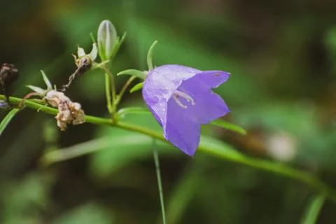 Bellflowers in forest Stock Photos