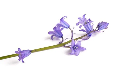 Bellflowers Stock Photos