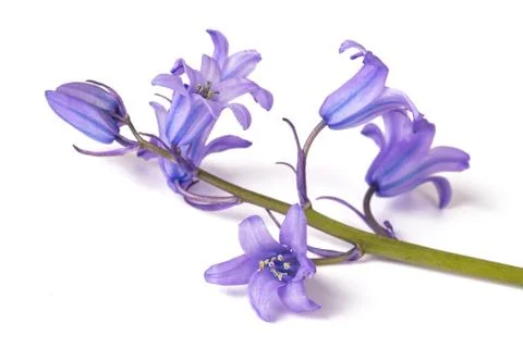 Bellflowers Stock Photos