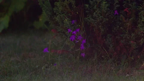 Bellflowers in  the thuja needles Stock Footage 312794864