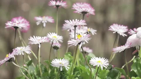 Bellis outside Video stock 24672316
