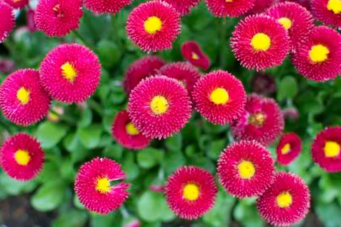 Bellis Papathy Stock Photos
