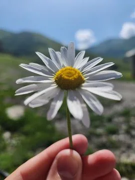Bellis perennis Stock Photos