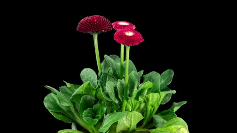 Bellis Red Flower Blooming in Time Lapse on a Black Background. Spring Bell.. Stock Footage 331866337