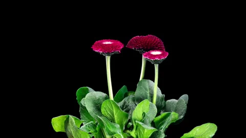 Bellis Red Flower Blooming in Time Lapse on a Black Background. Spring Bell.. Stock Footage 336631025