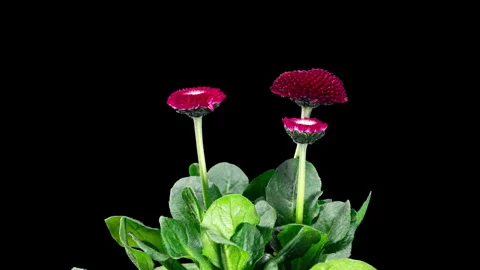 Bellis Red Flower Blooming in Time Lapse on a Black Background. Spring Bell.. Stock Footage 344313931