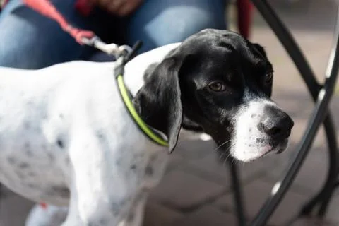 Bellissimo cane pointer con guinzaglio accanto al suo padrone. Stock Photos