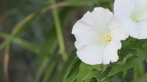 Bells flowers with camera slide to right Video stock 116502390