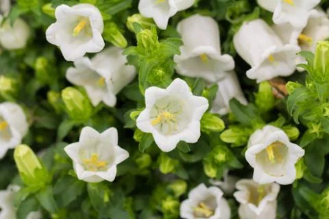 Bells flowers Stock Photos