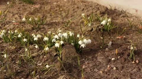 Bells flowers in wind Stock Footage 10883096