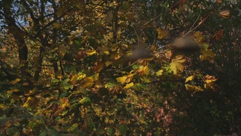 Bells Video stock 81626367