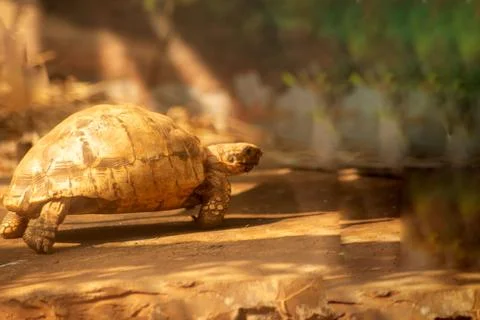 Bell's hinge-back tortoise Stock Photos