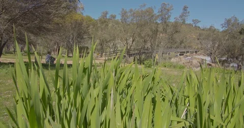 Bells Rapids Perth with man sitting under tree Video stock 115975334