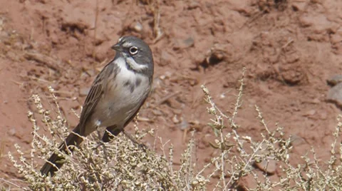 Bell's Sparrow [ssp. canescens] Stock Footage 8510751