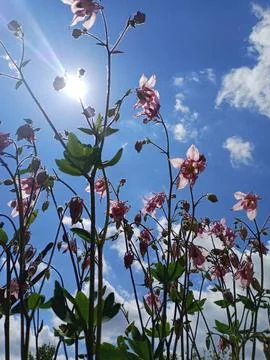 Bells in the sun Foto stock