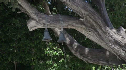 Bells on the  Tree Video stock 23012450