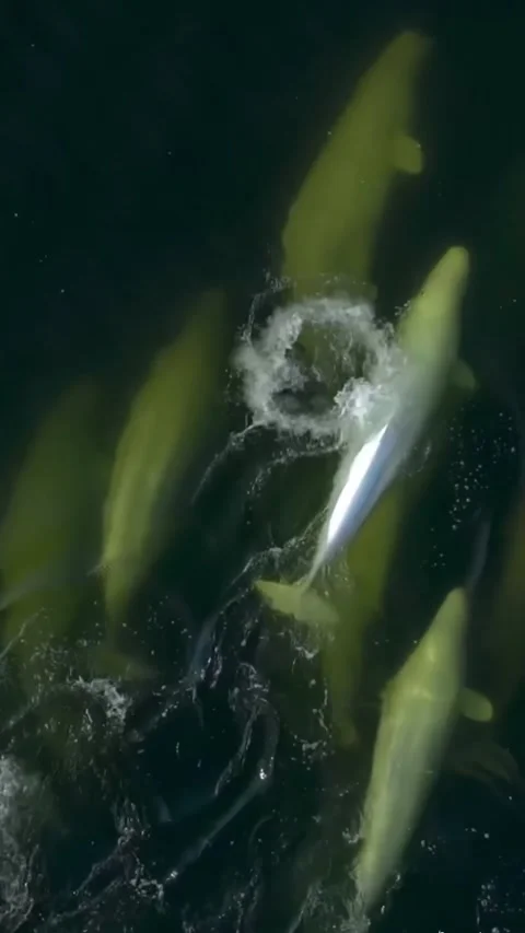 Belluga in the sea 库存影片 329930101