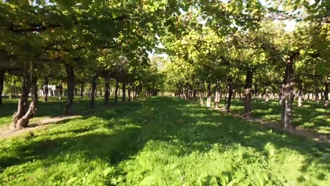 Bellussera vineyard 動画素材 164536304
