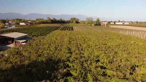 Bellussera vineyard 動画素材 164536306
