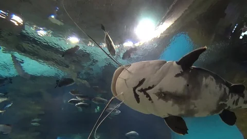 The belly of a big fish Stock Footage 86152575