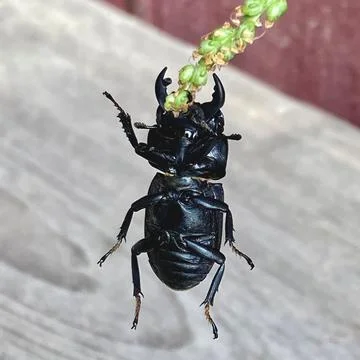 Belly of an insect beetle, view of the beetle from below, close-up. Stock Photos