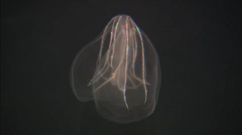 BellycombJellyXCU2 Stockbeeldmateriaal 489087