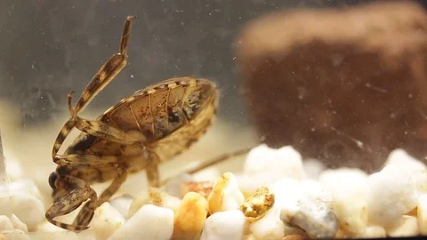 Belostomatid bug flapping its elytrons 스톡 동영상 109335656