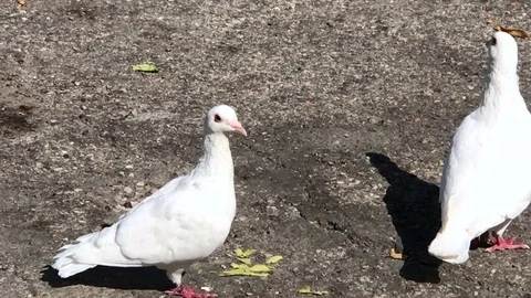 Beloved white pigeons 動画素材 82688713