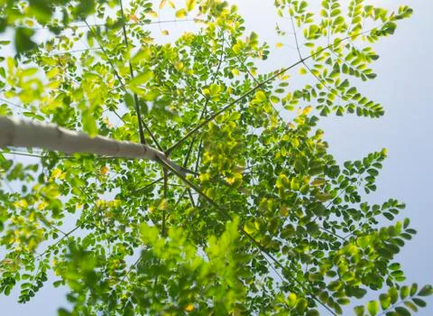 Below Angle View Of Soars High Moringa Tree Stock Photos