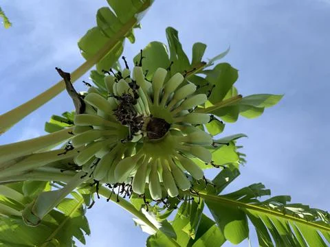 Below banana tree Stock Photos
