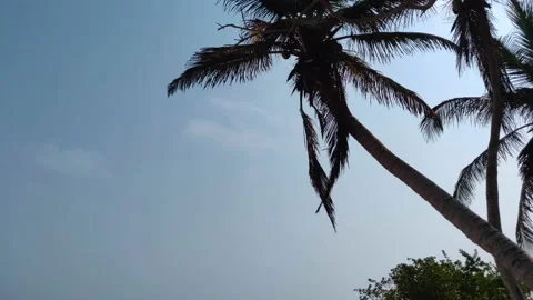 Below a blue sky a tall palm tree of a paradisiac island with turquoise Vídeo Stock 149289491