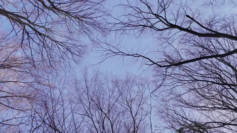 From below branches of leafless trees growing against violet evening sky in park Stock Footage 209615691