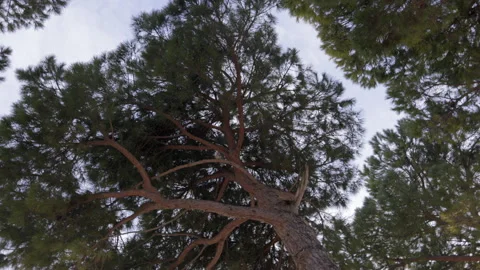 Below the canopies of pine trees Stock Footage 233829214