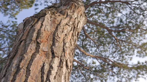 Below the canopy of a pine tree Stock Footage 233829540