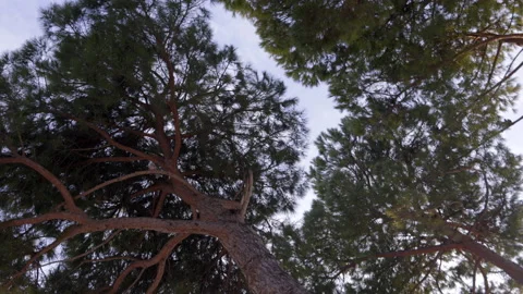 Below the canopy of a pine tree on a sunny day Stock Footage 233828597
