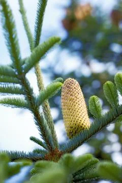 Below closeup of a pine cone growing in an evergreen boreal forest with copy Stock Photos