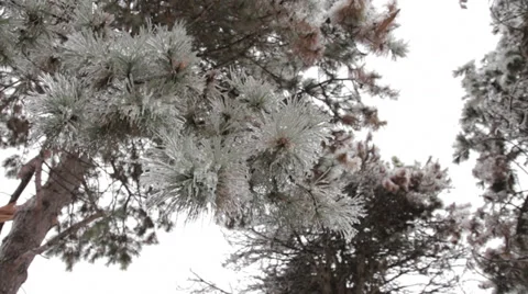 Below an evergreen blanch encased in ice after freezing rain Video stock 33650646