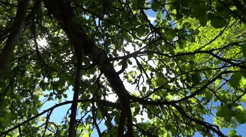 From Below Vidéo 27715903