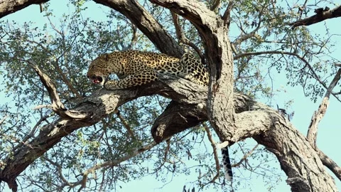 From below, leopard perched on tree branch feeds on antelope leg Stock Footage 303946092