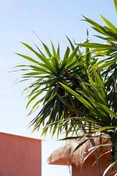 From below palm tree with green branches against cloudless blue sky Photos