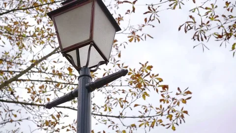 Below shot of a city lantern with tree branches on the background. Stock Footage 99556686