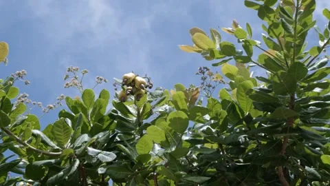 Below shot looking up at yellow ripe exotic tropical cashew fruit growing Stock Footage 246023134