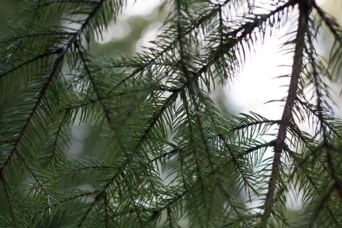 Below the spruce tree Stock Photos