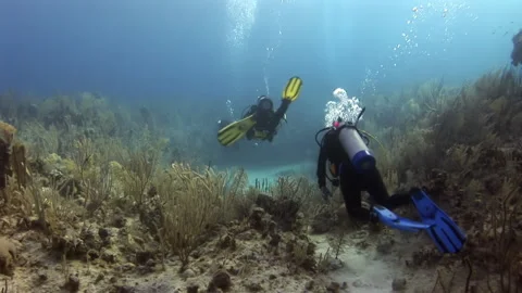 Below surface divers swim and witness wonders of underwater world. Stock Footage 234987869