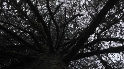 From below a tree. Stock Footage 195443732