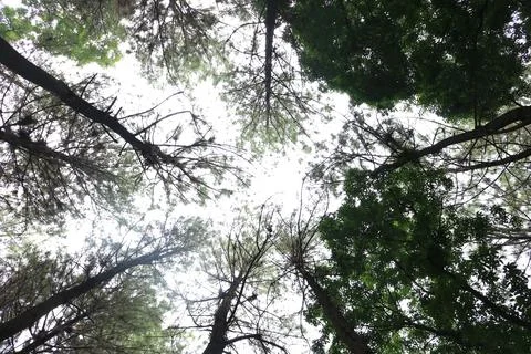 Below a Tree Shades Stock Photos
