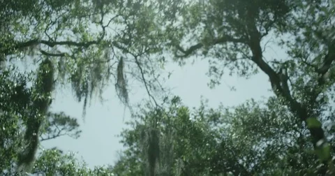 Below Trees, Sun Shining 4K Vídeos de archivo 83861554